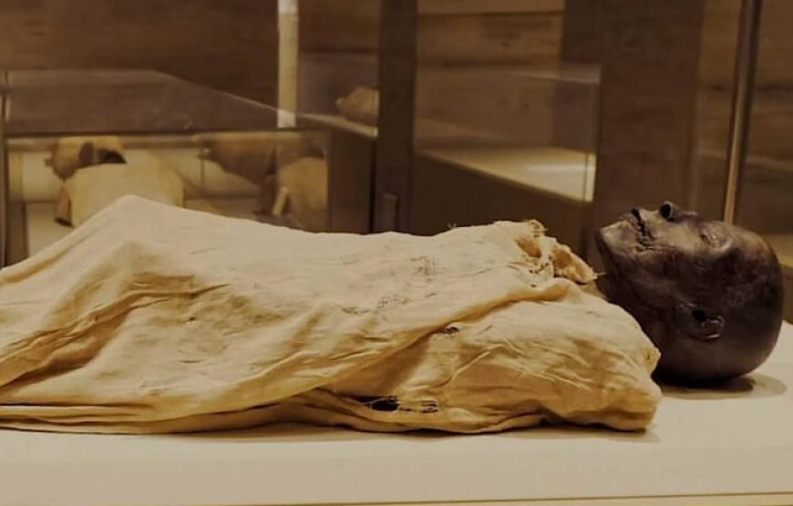 Cairo Tour To The National Museum of Egyptian Civilization, Citadel & Bazaar