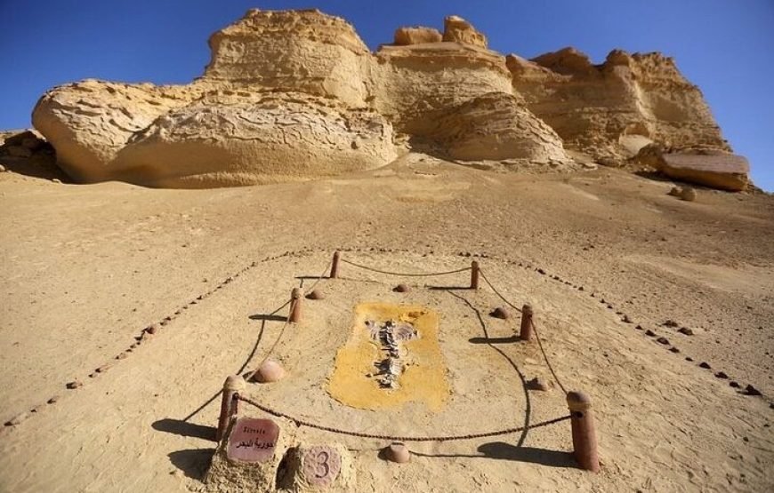 Private Tour to Whales Valley & Wadi El Rayan Waterfalls in El Fayoum from Cairo
