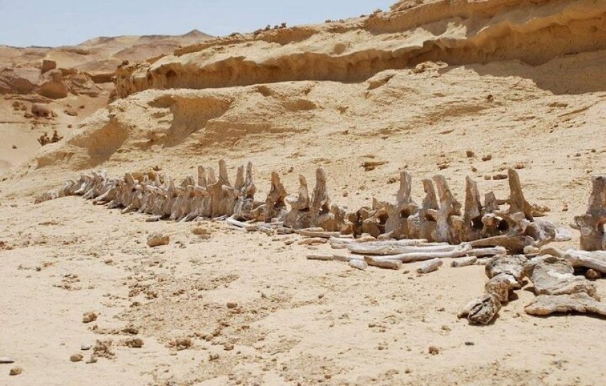 Private Tour to Whales Valley & Wadi El Rayan Waterfalls in El Fayoum from Cairo